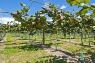Kiwi fruits (Actinidia delici...