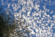 Trees with fleecy clouds, Eas...