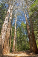 Trees, giant Eucalyptus Trees...