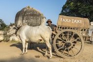 Oxcart taxi parked in front o...