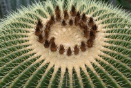 Flowering Barrel Cactus or Go...
