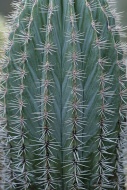 Mexican Giant Cactus or Card...