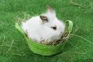 Rabbit in basket, Easter Bunny