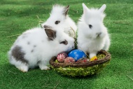 Rabbits with a basket, Easter...