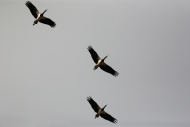 Oman, White-bellied storks
