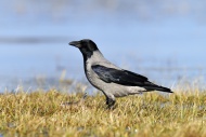 Hooded Crow (Corvus corone co...
