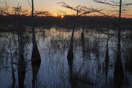 Sunrise over a cypress swamp,...