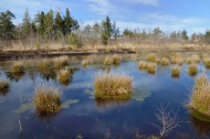 Pond of a wetland bog with Bu...