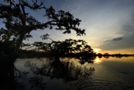 Trees, sunset, R�o Cuyabeno, ...