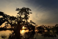 Trees, sunset, R�o Cuyabeno, ...