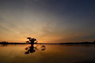 Trees, sunset, R�o Cuyabeno, ...