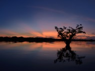 Trees, sunset, R�o Cuyabeno, ...