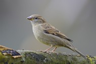 House Sparrow (Passer domesti...