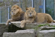 Two Lions (Panthera leo), mal...