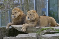 Two Lions (Panthera leo), mal...