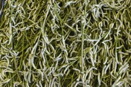 Silkworms (Bombyx mori) feedi...