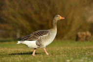 Greylag Goose (Anser anser), ...