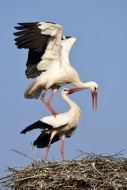 White storks (Ciconia ciconia...