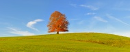 European beech (Fagus sylvati...