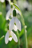 Snowdrop (Galanthus nivalis),...
