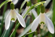 Snowdrop (Galanthus nivalis),...