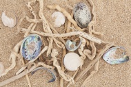 New Zealand, Driftwood, Paua ...