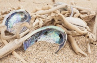 New Zealand, Driftwood, Paua ...