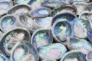 New Zealand, Paua Shells, Hal...