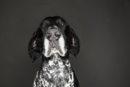 Portrait of German Shorthaire...