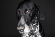 Portrait of German Shorthaire...