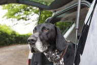 Portrait of German Shorthaire...