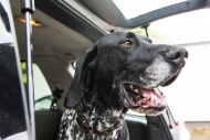 Portrait of German Shorthaire...