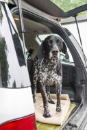 German Shorthaired Pointer st...