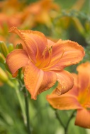 Blossoming orange daylillies,...