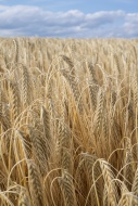 Spikes of barley, Hordeum vul...