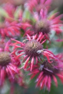 Germany, Crimson beebalm, Mon...