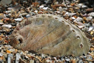 Abalone / Common ormer / Lame...