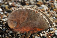 Abalone / Common ormer / Lame...
