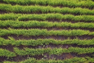 Indonesia, Bali, Green rice s...