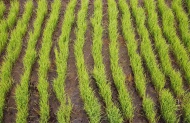 Indonesia, Bali, Green rice s...