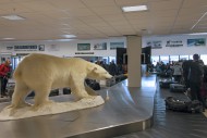 Stuffed Polar bear (Thalarcto...