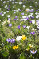 Crocus on a meadow