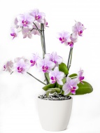 Orchid in flower pot