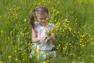 Little girl picking buttercup...