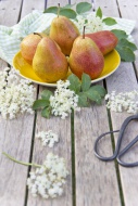 Pears on plate, elderflowers ...