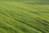 Field, grass, near Cremona, L...