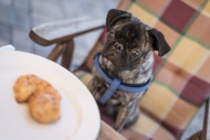Pug starring at barbecue beef...