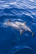 Spain, Andalusia, Bottlenose ...