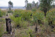 Burnt-out tree stumps, result...