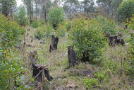 Burnt-out tree stumps, result...